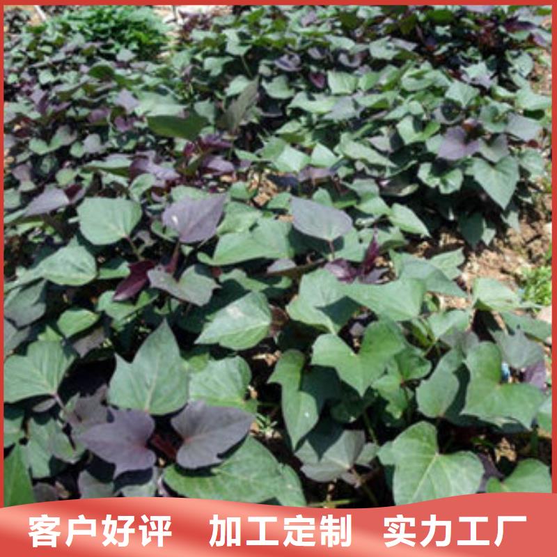 东营紫薯种子原产地