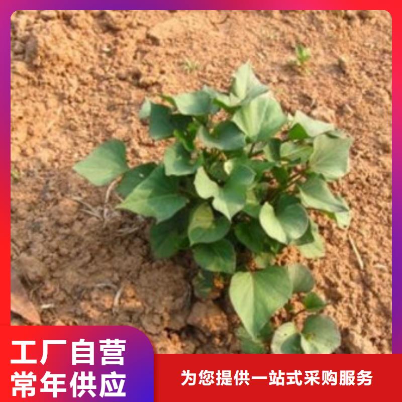 东营紫薯苗繁育种植基地