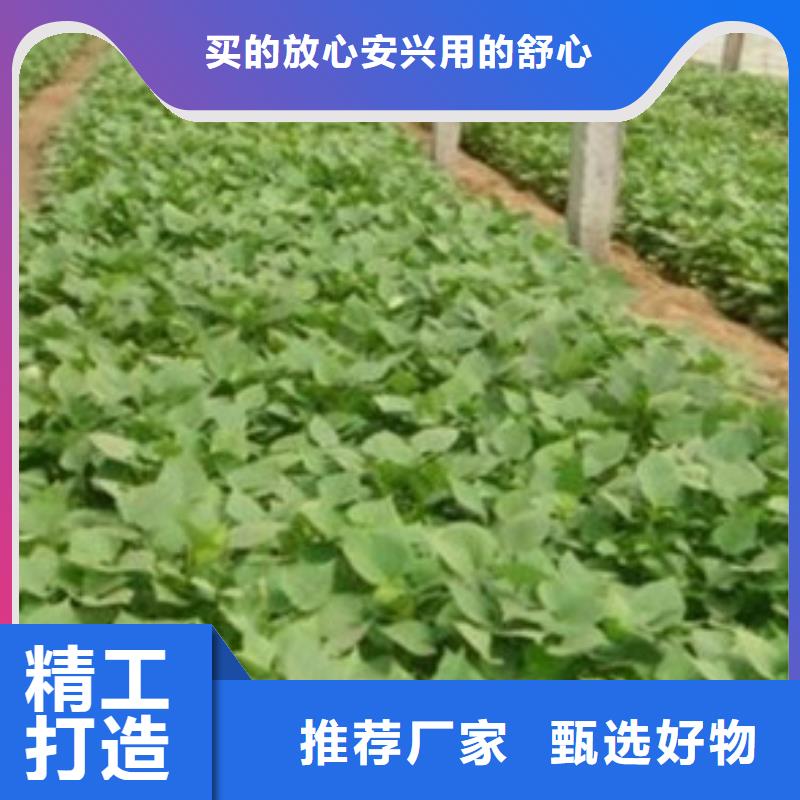 海东紫红薯苗种植时间