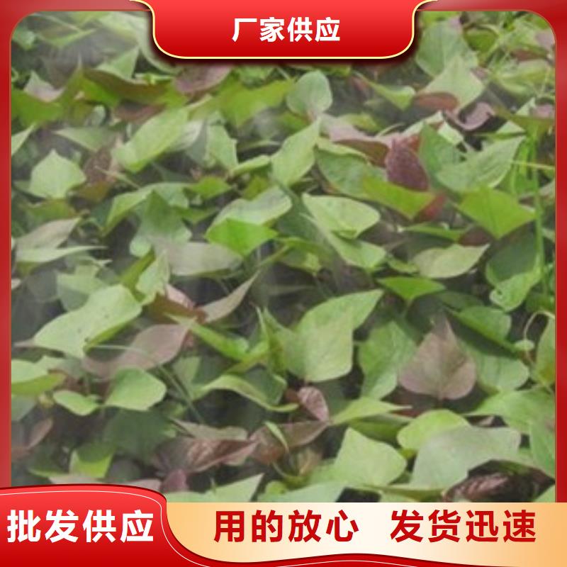 温州紫红薯苗种植方法