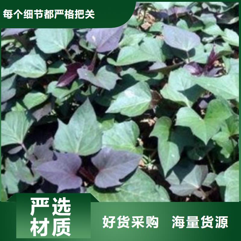 温州紫色地瓜苗  