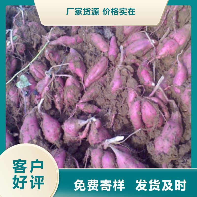 紫薯苗多年种植经验好品质选我们