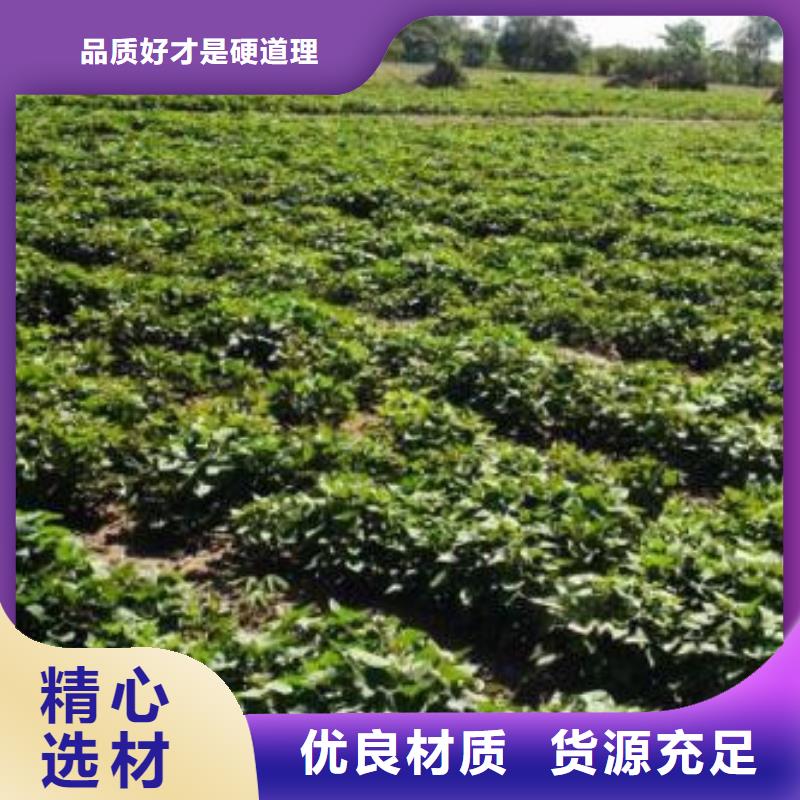 漳州济薯26繁育种植基地
