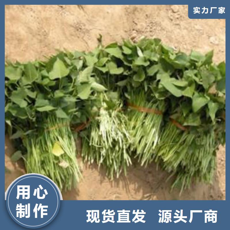 华安红薯苗免费提供技术