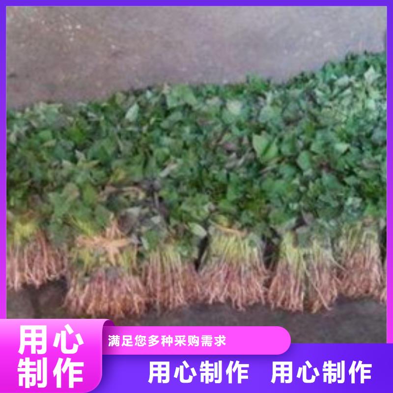 温县红薯苗种植基地