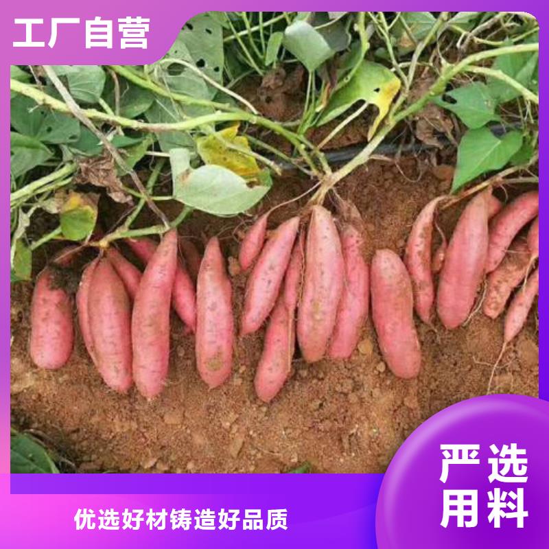 富县红薯苗质优价廉