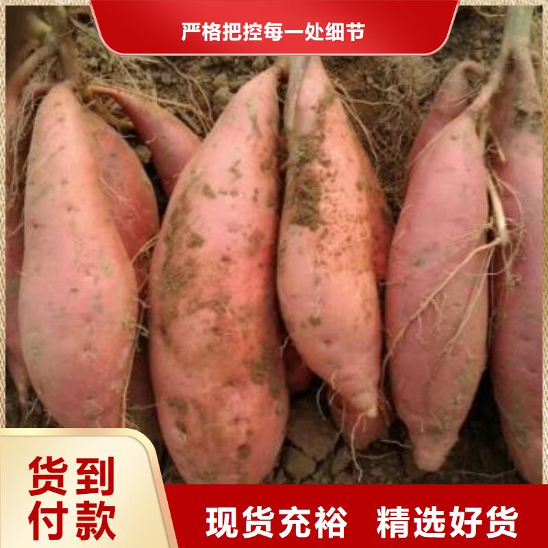 玉树济薯26多年种植经验