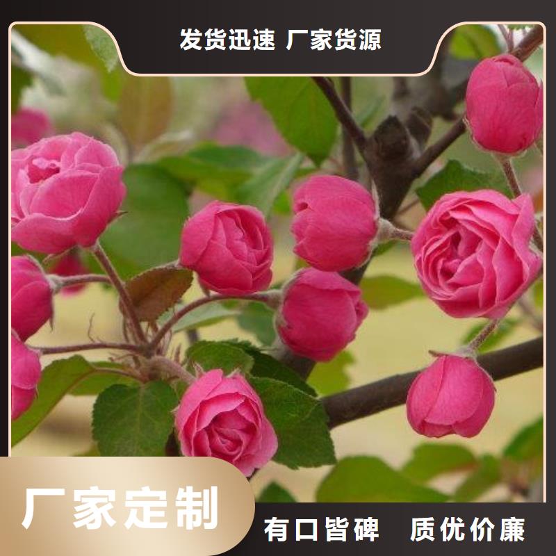 隆安大叶北美海棠苗10公分北美海棠价格