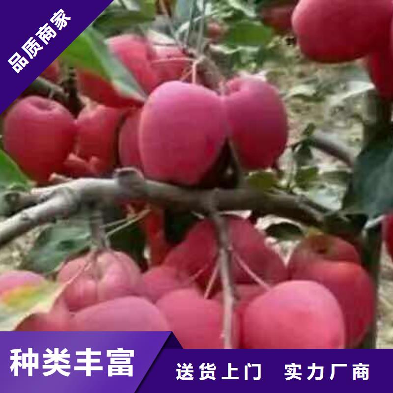 新县红宝石海棠海棠苗10公分北美海棠价格