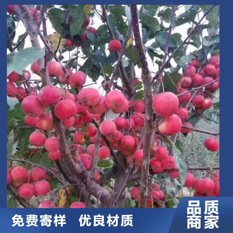 新县红宝石海棠海棠苗10公分北美海棠价格