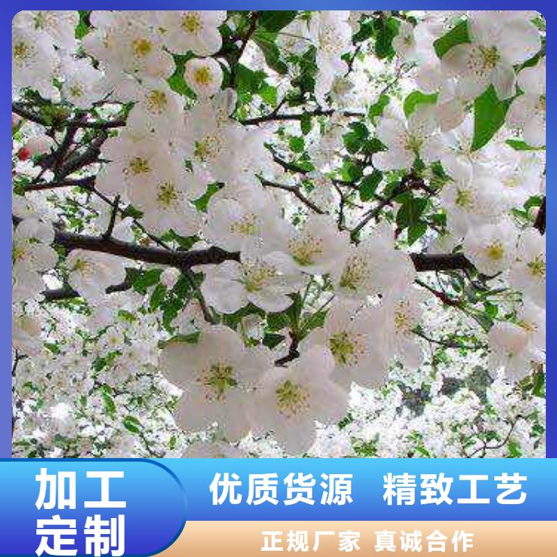 新县红宝石海棠海棠苗10公分北美海棠价格