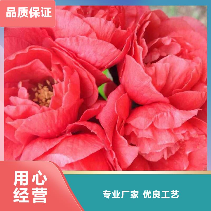 隆安大叶北美海棠苗10公分北美海棠价格