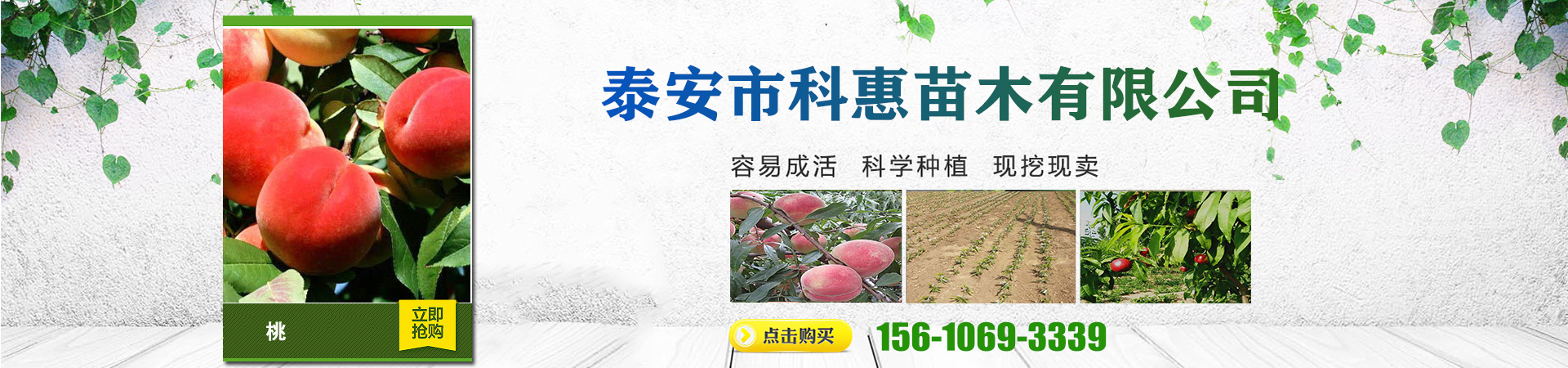 桃树苗新品种种植基地