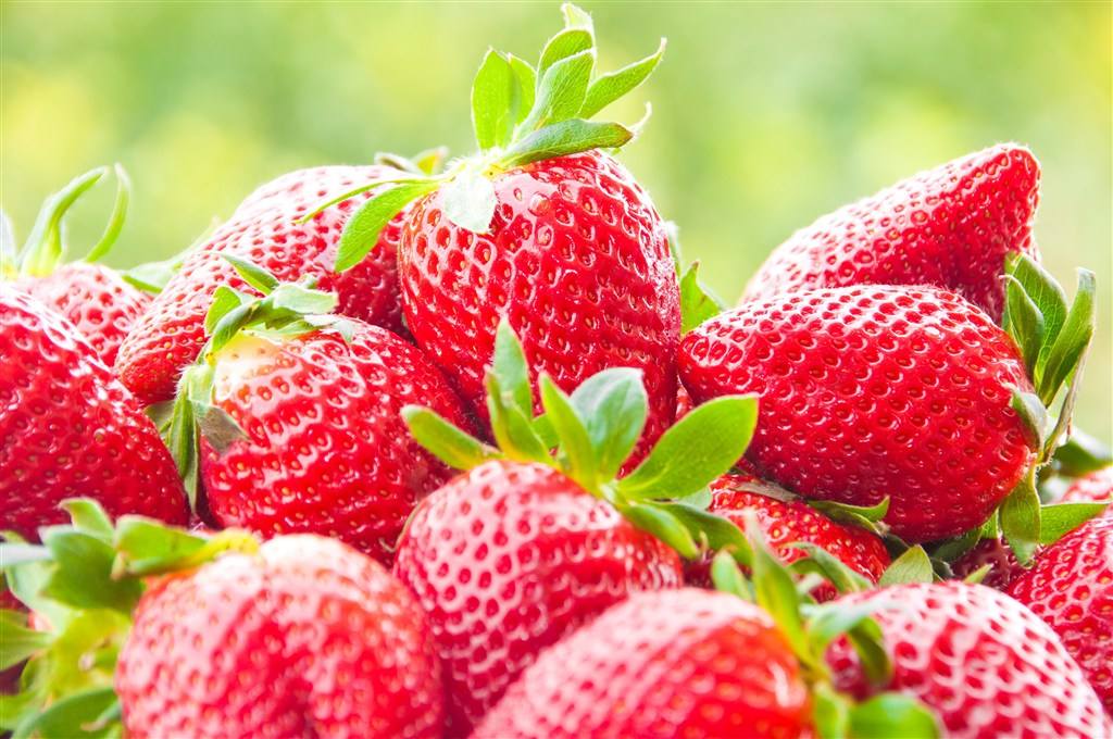 草莓厂家-定制质优价廉