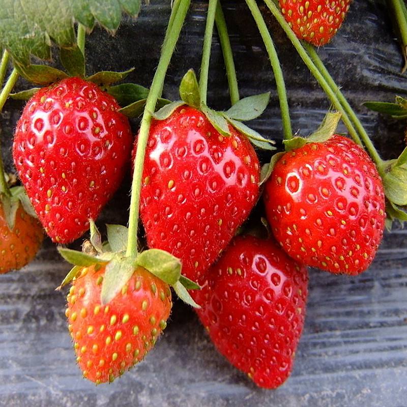 草莓高性价比用心提升细节