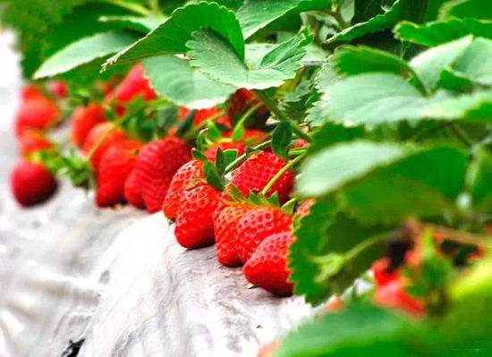 常年供应草莓-口碑好厂家直接面向客户