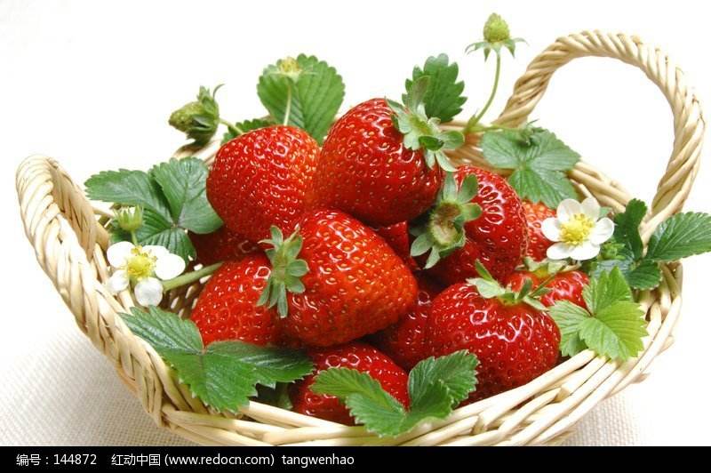 草莓生产厂家欢迎订购价格实惠工厂直供