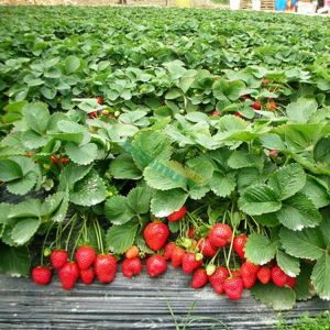 生产草莓的实力厂家厂家自营