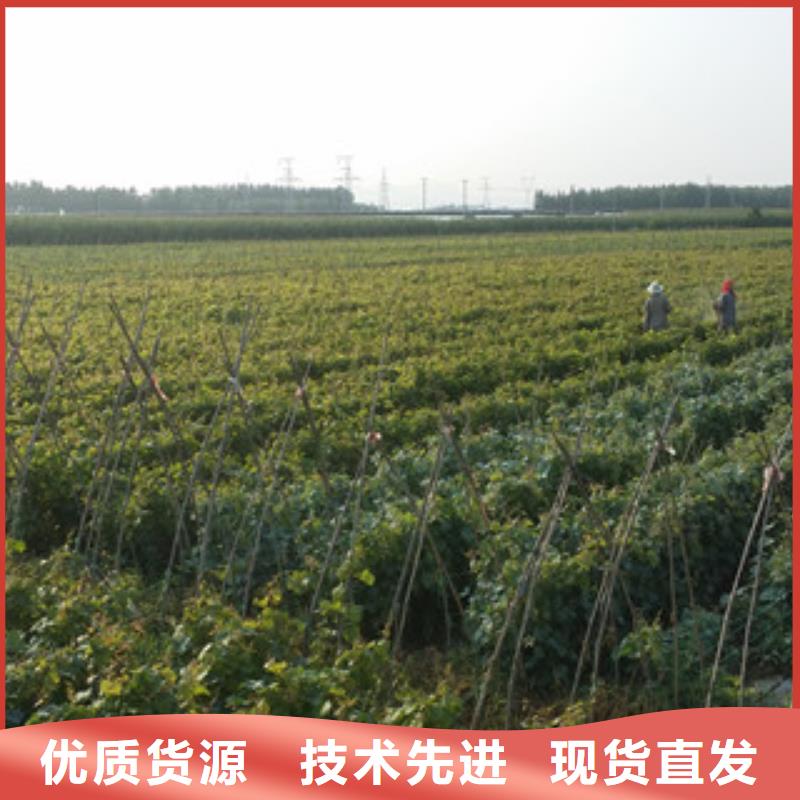 今年新款(兴海)30厘米红宝石无核葡萄苗种植基地