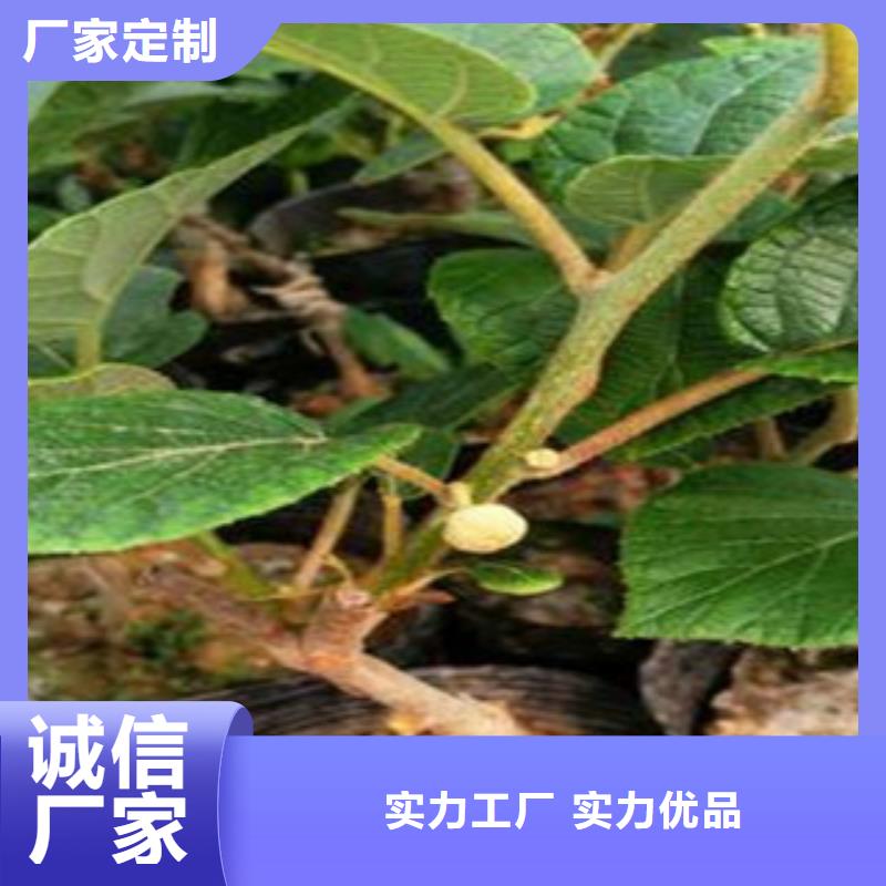 的图文介绍【兴海】楚红猕猴桃苗种植时间