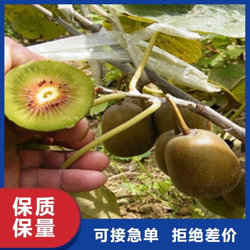 做工细致【兴海】楚红猕猴桃苗品种