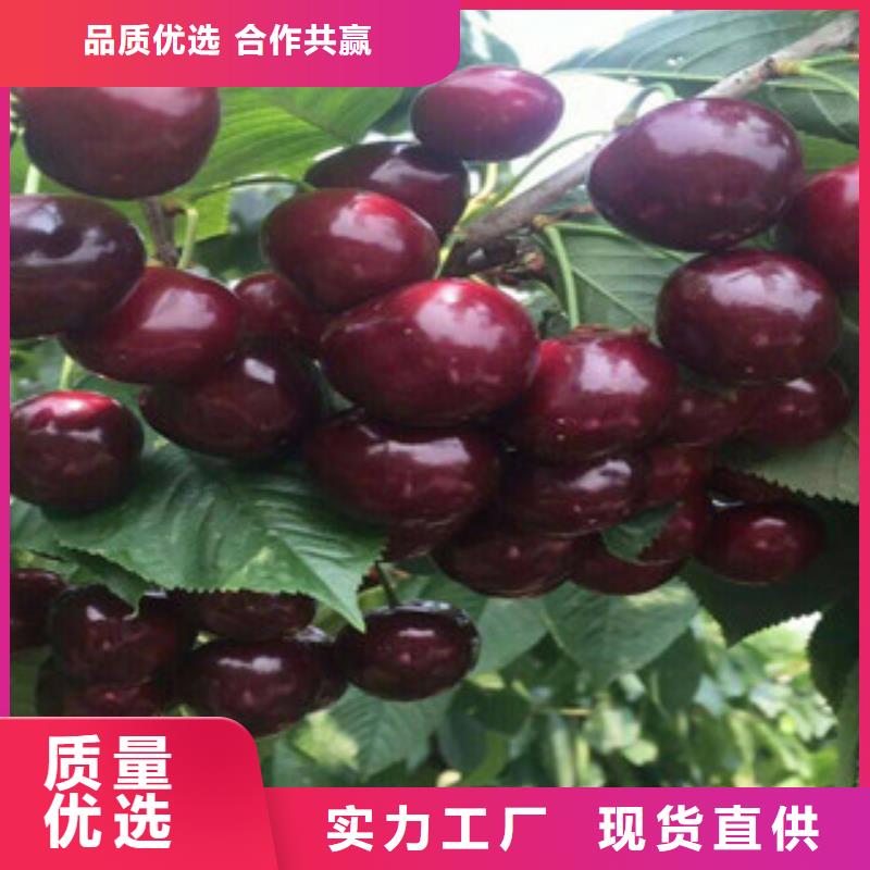 广西产地直供【兴海】萨米托樱桃树苗萨米托樱桃苗种植方法