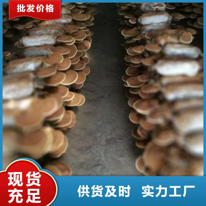 九江专业销售孢子灵芝 质量有保证