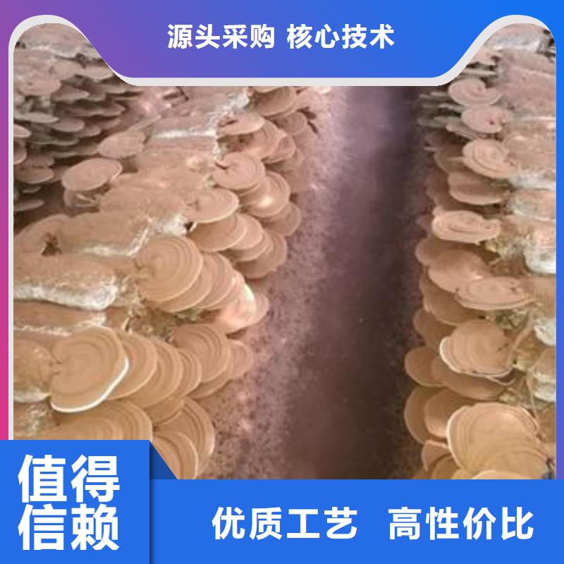 芜湖库存充足的
灵芝超微粉生产厂家
