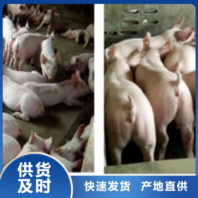 好品质经得住考验【鹏鑫】种猪场出售苏太母猪价格（联系厂家）