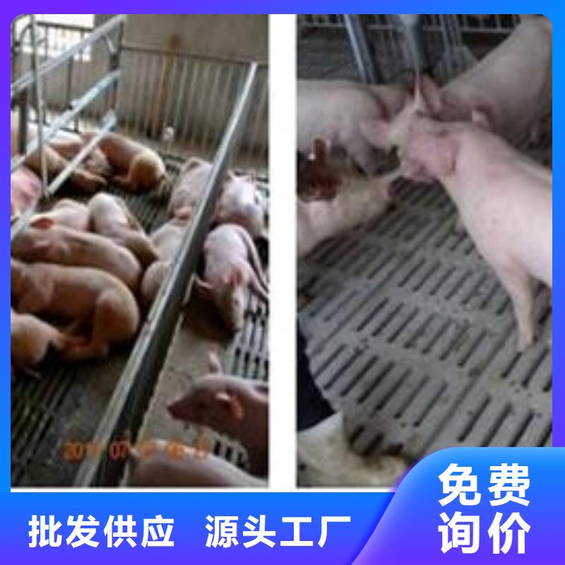 实力厂商(鹏鑫)新美系二元母猪品种介绍（二元母猪价格）