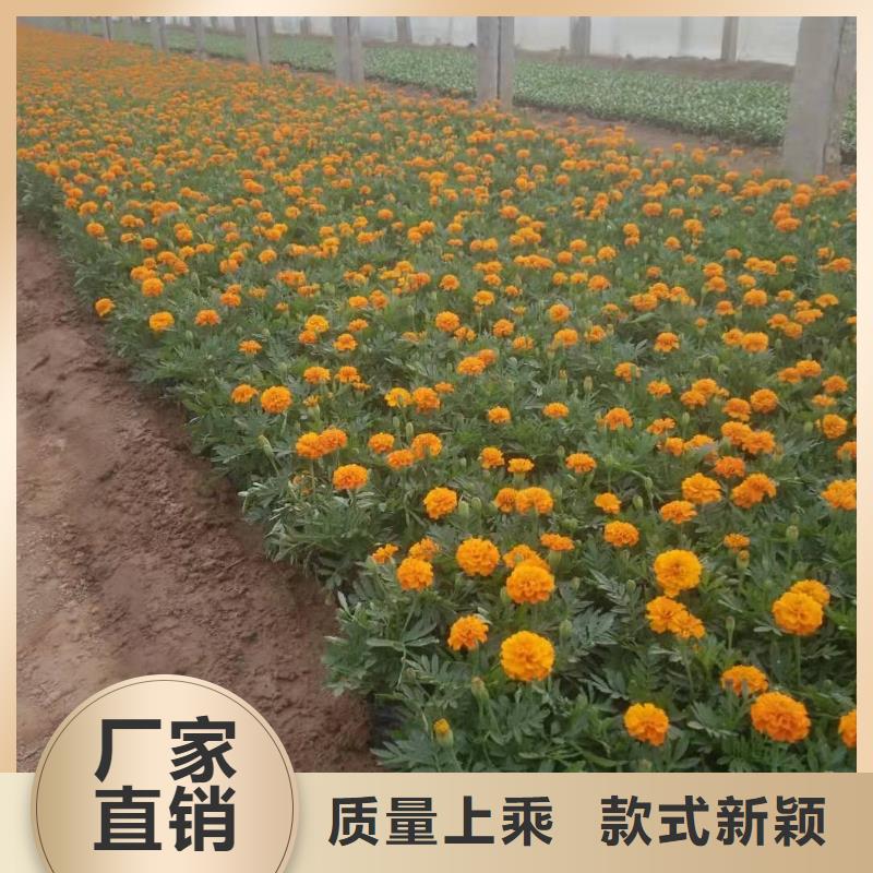 广州马鞭草种植批发基地