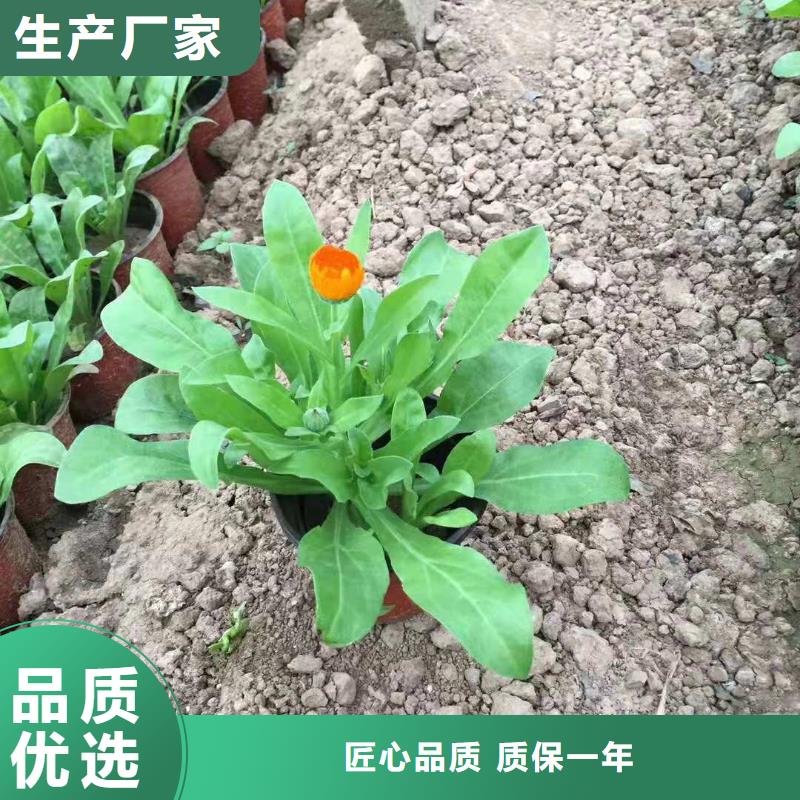 广州品种菊花价格