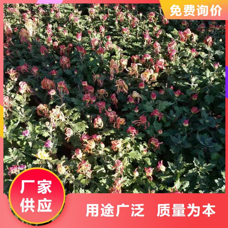 广州品种菊花哪里有？