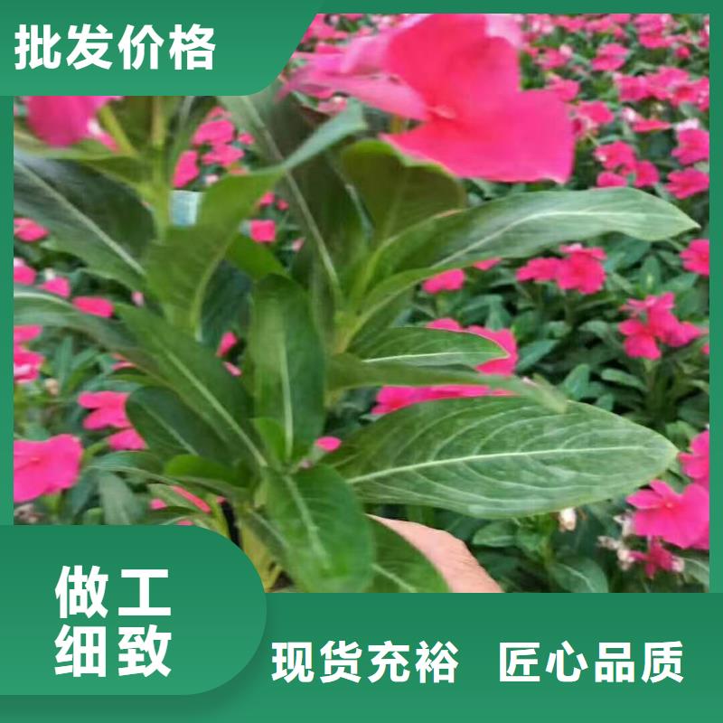 广州金鸡菊种植批发基地