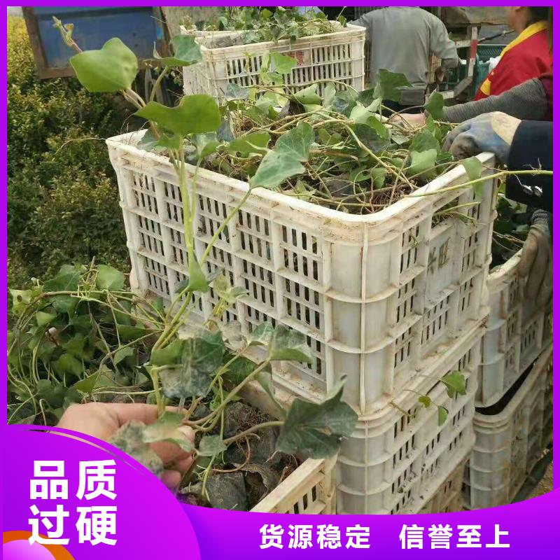 广州多年生宿根花卉种植基地