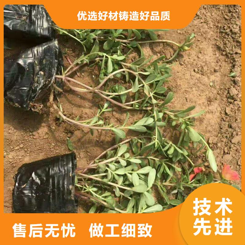 广州金鸡菊种植基地