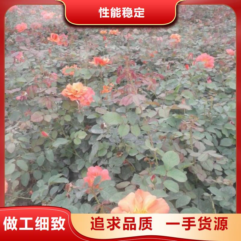 卖红帽月季种植基地，山东红帽月季价格-九鼎花卉园艺场-产品视频