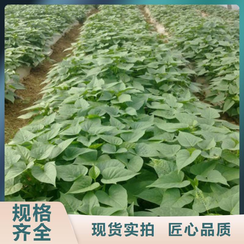 广州脱毒紫薯苗多少钱