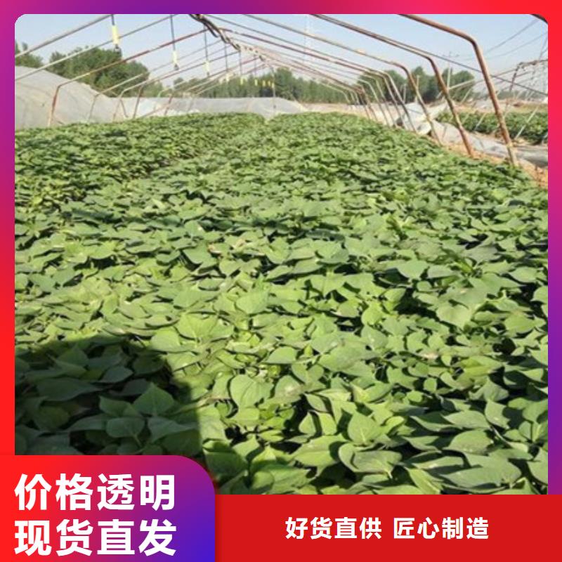 广州鲜食型紫薯苗种植基地