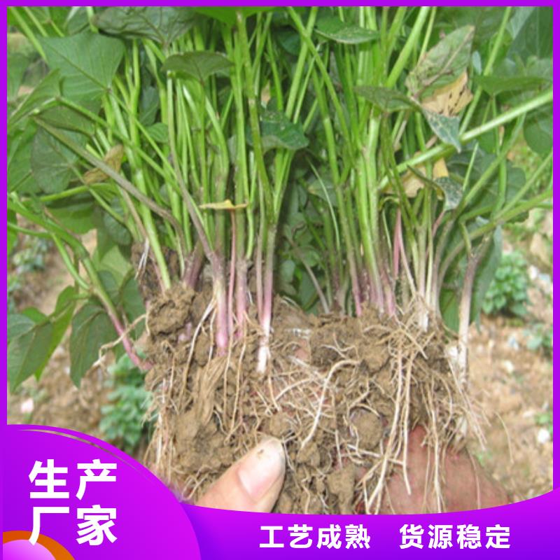 紫薯苗（绫紫）2021新苗上市