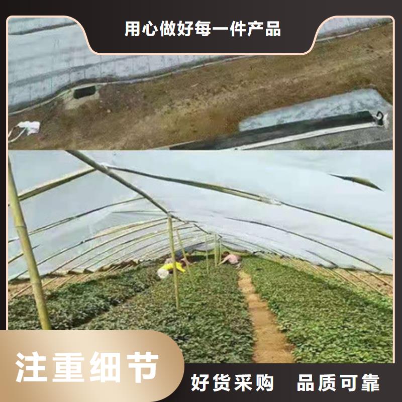 广州紫地瓜苗子2021新苗上市