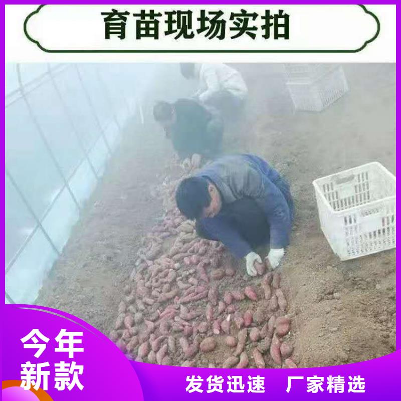 鲜食型紫薯苗厂家