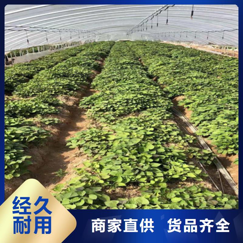 鲜食型紫薯苗图片_乐农食品有限公司