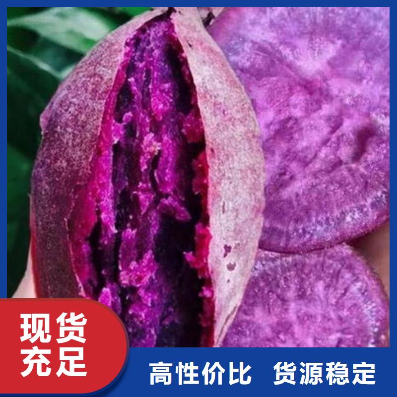 厂家货源(乐农)紫甘薯苗免费指导栽培