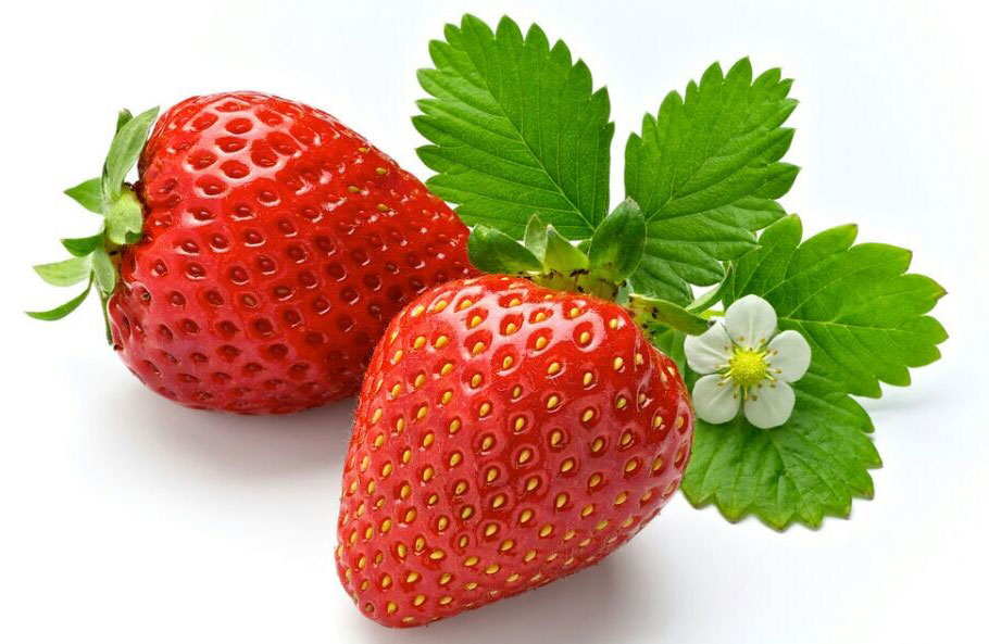 草莓苗1_多年生产经验