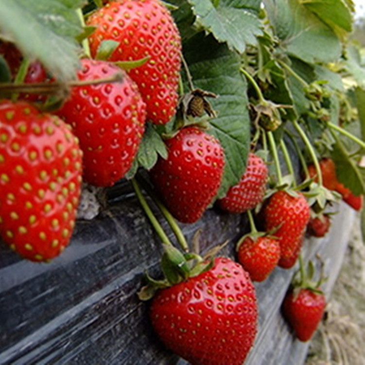 草莓苗1厂家供应批发