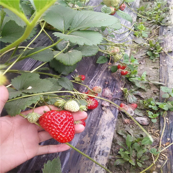 卢氏草莓苗1源头工厂
