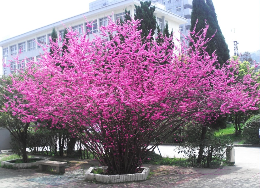 紫荆花树能长多高图片